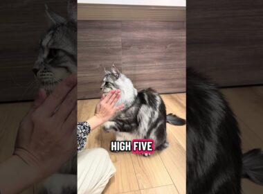 猫に「ハイタッチ」教える #メインクーン #猫のいる暮らし #mainecoon ＃ラグドール