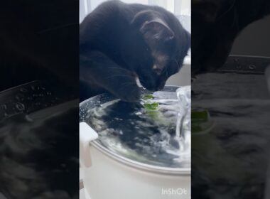 猫に水を飲んでもらう方法　#cat #黒猫 #ボンベイ #ねこ #ねこのいる暮らし #ねこのいる生活 #猫 #猫好きさんと繋がりたい #腎臓病 #健康 #長生き