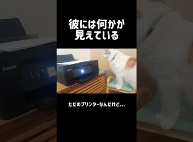 何の音？？ #猫 #猫のいる暮らし #メインクーン #mainecoon #cat