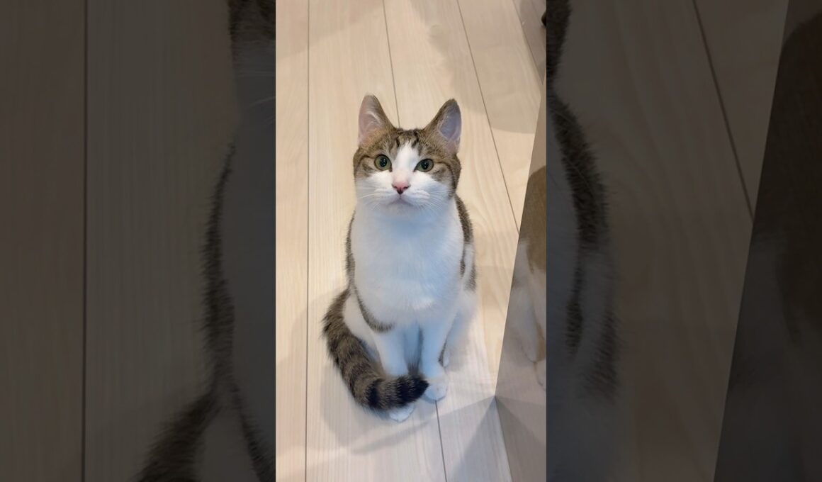 めっちゃダミ声な子猫 #野良猫から家猫へ #子猫の成長記録 #保護猫