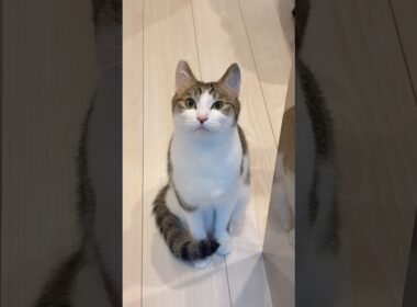 めっちゃダミ声な子猫 #野良猫から家猫へ #子猫の成長記録 #保護猫