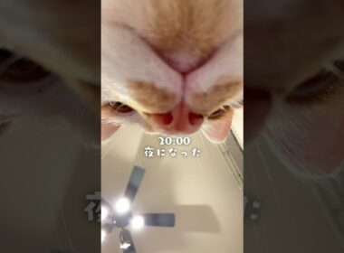 【猫たちとの暮らし】子猫がだいぶ慣れてきた日　#猫  #ルーティン  #shorts