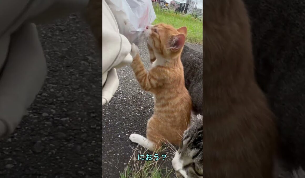 【地域猫親子】散歩の帰りに立ち寄ると――子猫が匂いを嗅ぎまわり驚きの行動に【オリジナルBGM】
