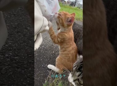 【地域猫親子】散歩の帰りに立ち寄ると――子猫が匂いを嗅ぎまわり驚きの行動に【オリジナルBGM】