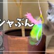 【カシャぶんスーパーロング】巨大化した猫じゃらしにロシアンブルー大興奮！