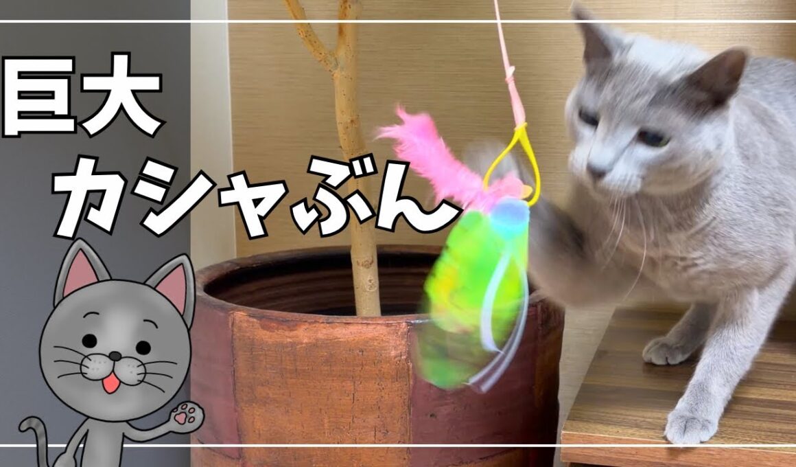 【カシャぶんスーパーロング】巨大化した猫じゃらしにロシアンブルー大興奮！