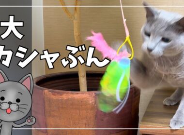 【カシャぶんスーパーロング】巨大化した猫じゃらしにロシアンブルー大興奮！