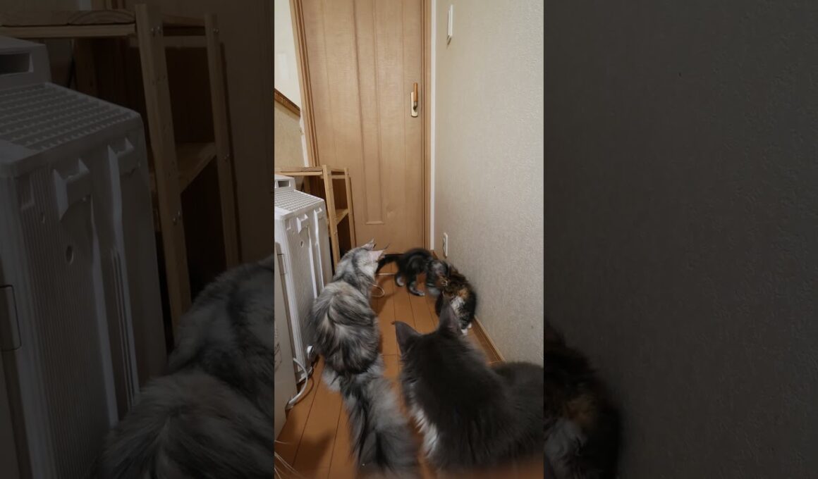 3匹の赤ちゃん達3階の廊下でお姉さん猫たちと面接。