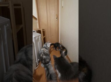 3匹の赤ちゃん達3階の廊下でお姉さん猫たちと面接。