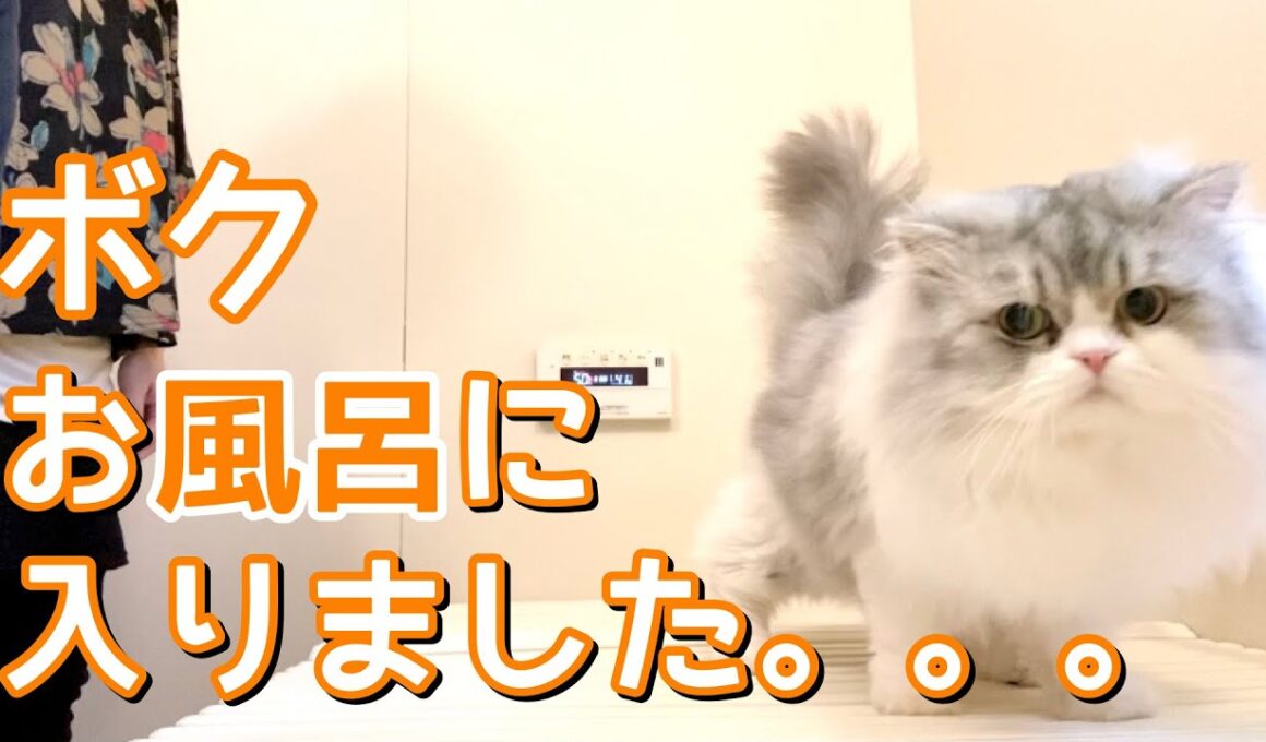 【ペルシャ猫】2年ぶりにお風呂で洗われる猫がこちらです💕