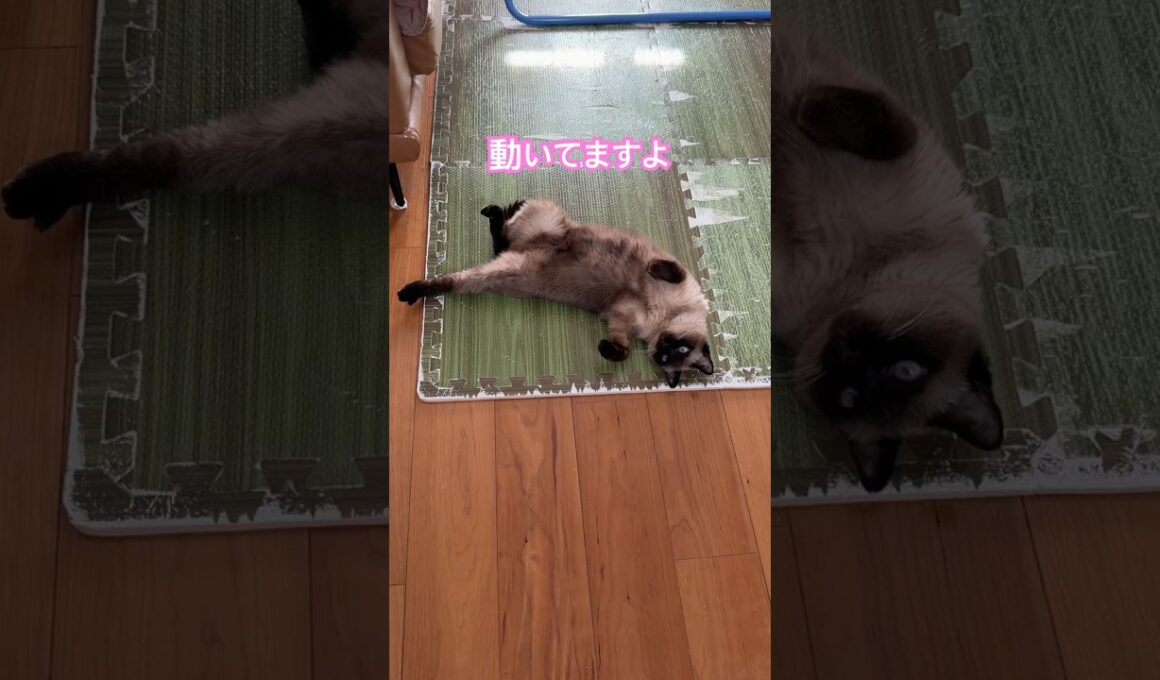 なんか変なシャム猫のふくさん【たぬき猫】 #cat #しゃむねこ #猫のいる暮らし #猫好きさんと繋がりたい #ねこ #cute