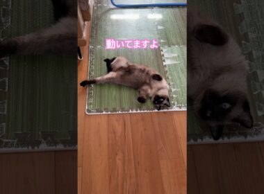 なんか変なシャム猫のふくさん【たぬき猫】 #cat #しゃむねこ #猫のいる暮らし #猫好きさんと繋がりたい #ねこ #cute