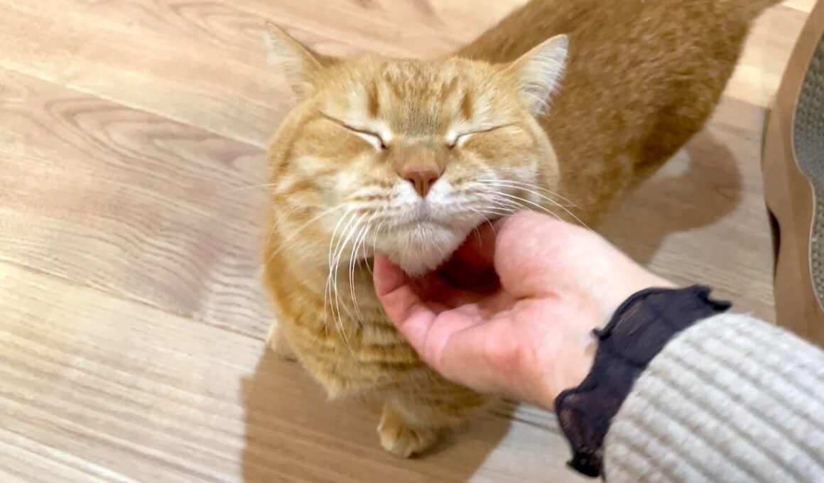 ママのお出迎えついでに大忙しのプリン