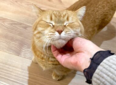 ママのお出迎えついでに大忙しのプリン