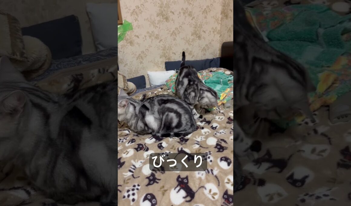 ケンカ売って逃げる猫。#アメショ#アメリカンショートヘア#cat#cats#猫のいる暮らし#猫のいる生活
