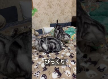 ケンカ売って逃げる猫。#アメショ#アメリカンショートヘア#cat#cats#猫のいる暮らし#猫のいる生活