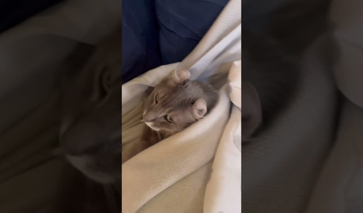 暖かい #ねこ動画 #アメリカンカール #ねこ