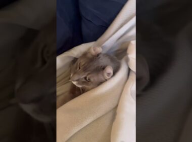 暖かい #ねこ動画 #アメリカンカール #ねこ