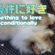 バーマン猫ラフ【無条件に好き】Something to love unconditionally（バーマン猫）Birman/Cat