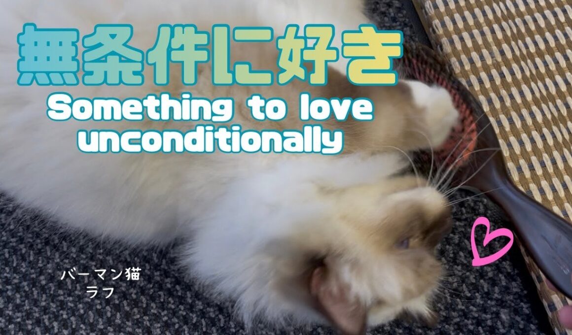 バーマン猫ラフ【無条件に好き】Something to love unconditionally（バーマン猫）Birman/Cat