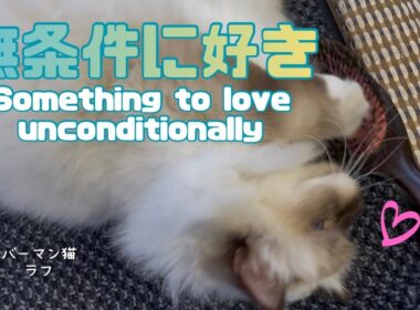 バーマン猫ラフ【無条件に好き】Something to love unconditionally（バーマン猫）Birman/Cat