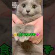愛猫の投げキッスを食べるパパ(笑) #猫 #ロシアンブルー #catshorts #バレンタイン #shorts