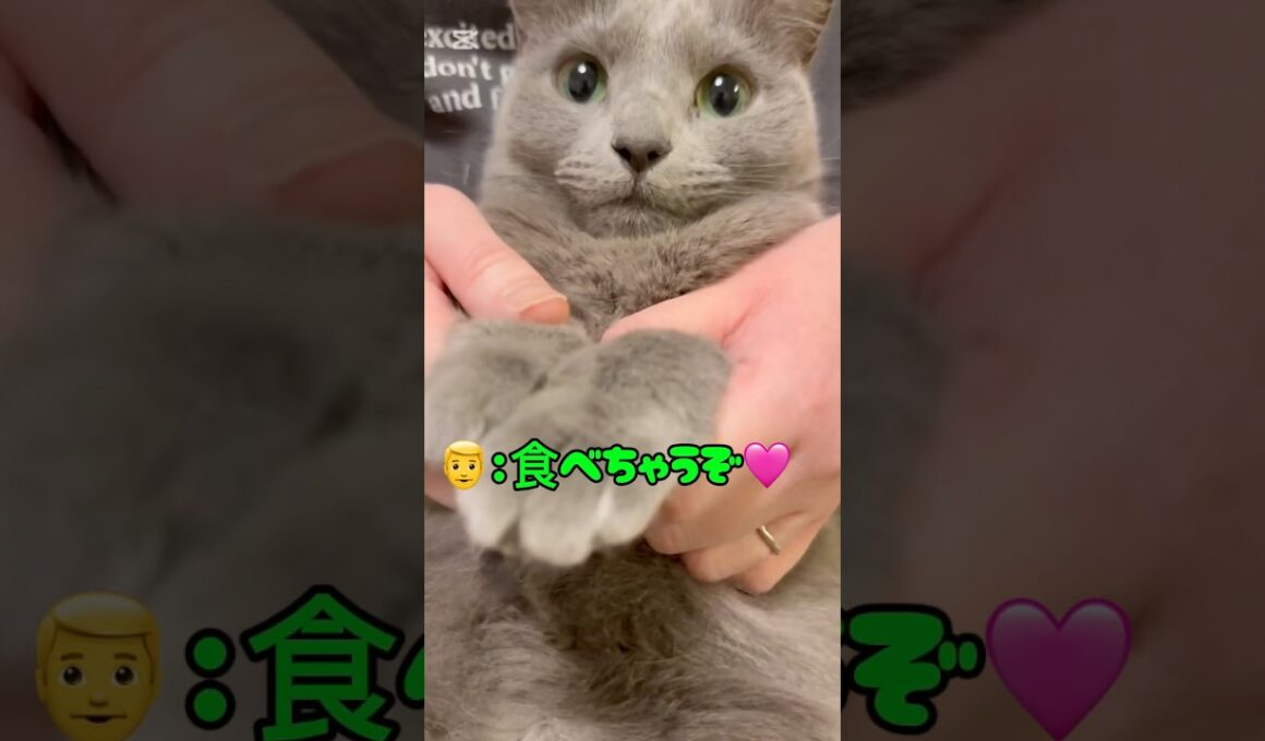 愛猫の投げキッスを食べるパパ(笑) #猫 #ロシアンブルー #catshorts #バレンタイン #shorts