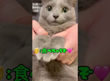 愛猫の投げキッスを食べるパパ(笑) #猫 #ロシアンブルー #catshorts #バレンタイン #shorts