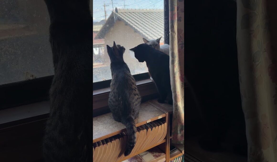 富士山、眺めるキジ白のルル、シャムみるく、黒猫の黒夢