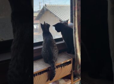 富士山、眺めるキジ白のルル、シャムみるく、黒猫の黒夢