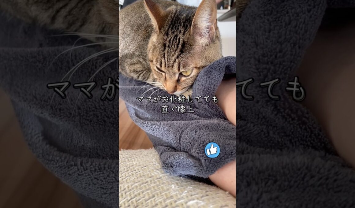 #967 [キジトラ子猫まろん] ママがお化粧してると直ぐに膝上