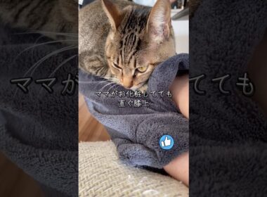 #967 [キジトラ子猫まろん] ママがお化粧してると直ぐに膝上