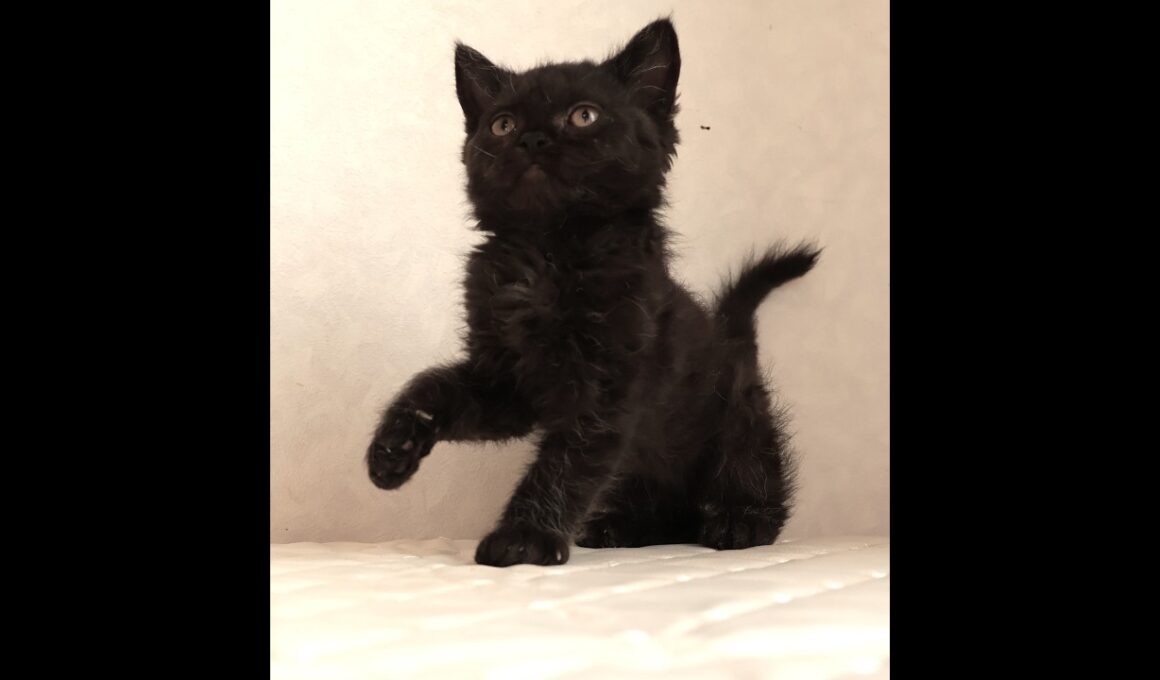 セルカークレックス子猫　Selkirk Rex　2025.12.4産まれ　　ブラック　黒猫　巻き毛　男の子　シーダキャット猫のお店