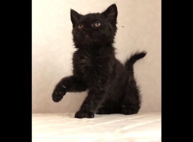 セルカークレックス子猫　Selkirk Rex　2025.12.4産まれ　　ブラック　黒猫　巻き毛　男の子　シーダキャット猫のお店