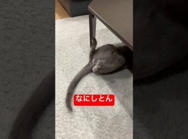 ホットカーペットではいつもこう猫#ロシアンブルー #猫