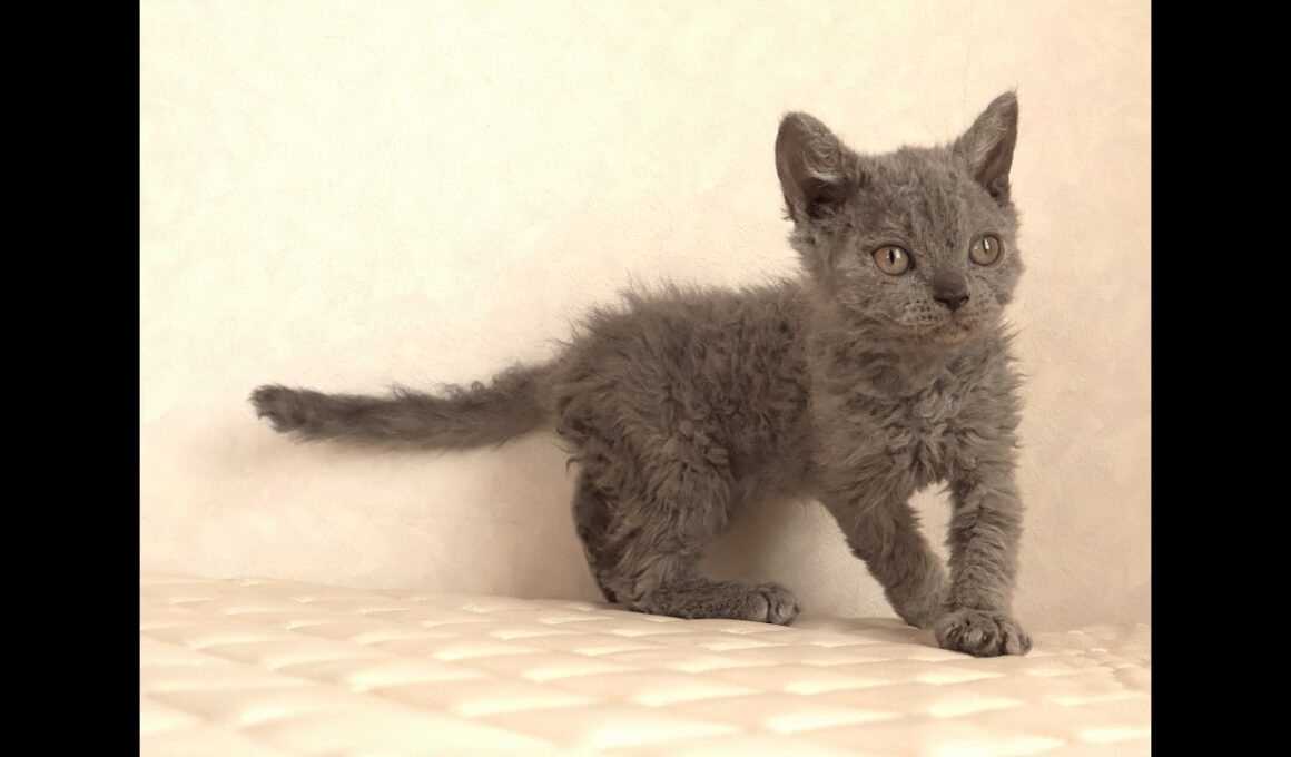 セルカークレックス子猫　Selkirk Rex　2025.12.4産まれ　ブルー　巻き毛　女の子　シーダキャット猫のお店