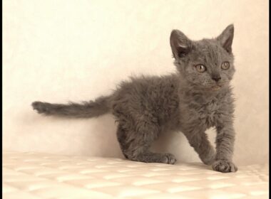 セルカークレックス子猫　Selkirk Rex　2025.12.4産まれ　ブルー　巻き毛　女の子　シーダキャット猫のお店