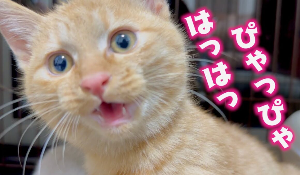 おしゃべりなお兄ちゃんの真似をし始めた子猫