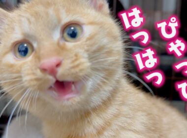 おしゃべりなお兄ちゃんの真似をし始めた子猫