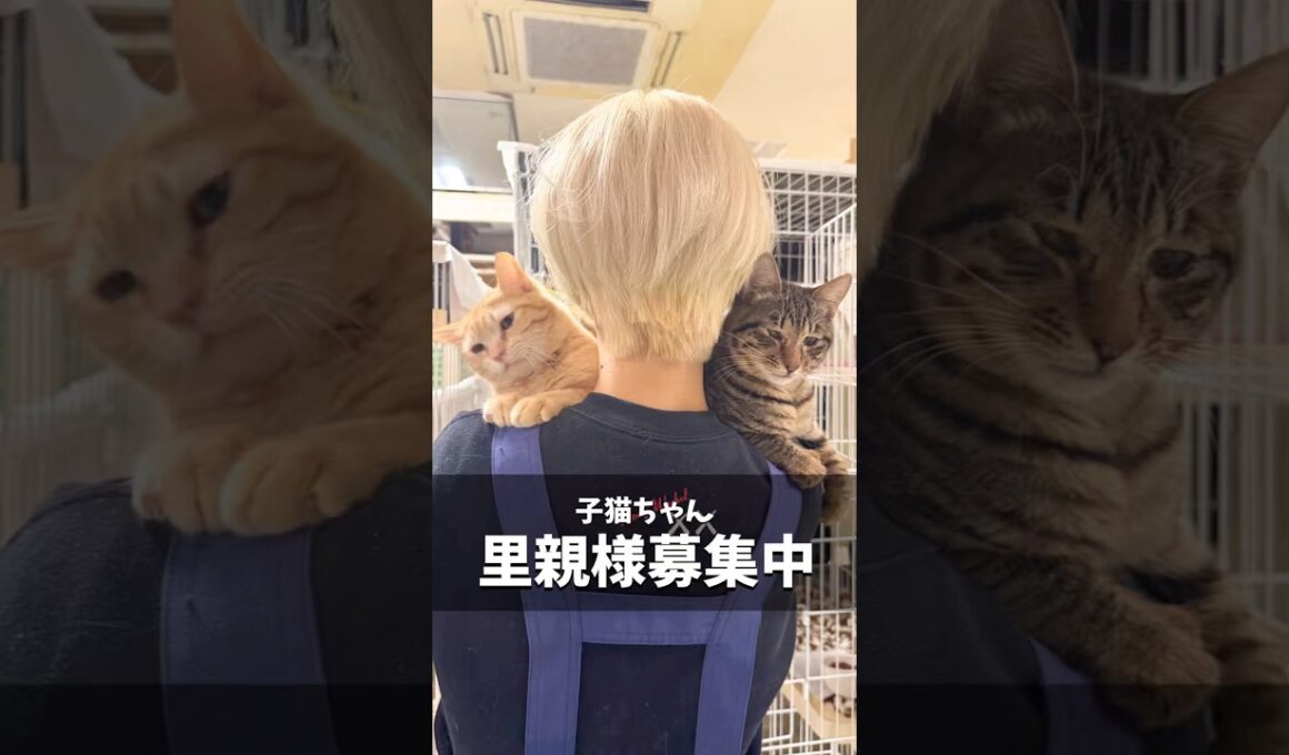 子猫ちゃん 里親様募集中