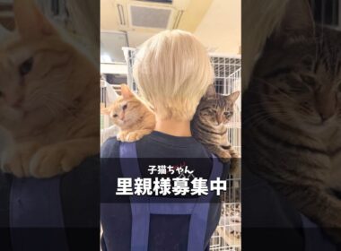 子猫ちゃん 里親様募集中