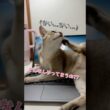 仕事の邪魔をしてくる子猫が可愛すぎる #cat #子ネコ #好きな子猫