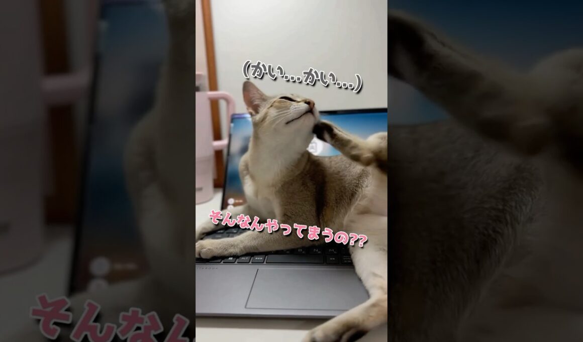 仕事の邪魔をしてくる子猫が可愛すぎる #cat #子ネコ #好きな子猫
