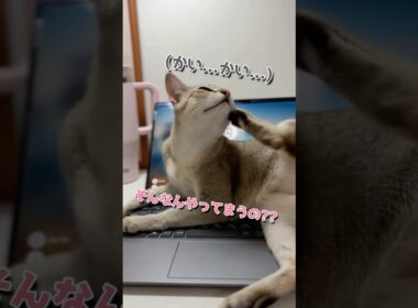 仕事の邪魔をしてくる子猫が可愛すぎる #cat #子ネコ #好きな子猫