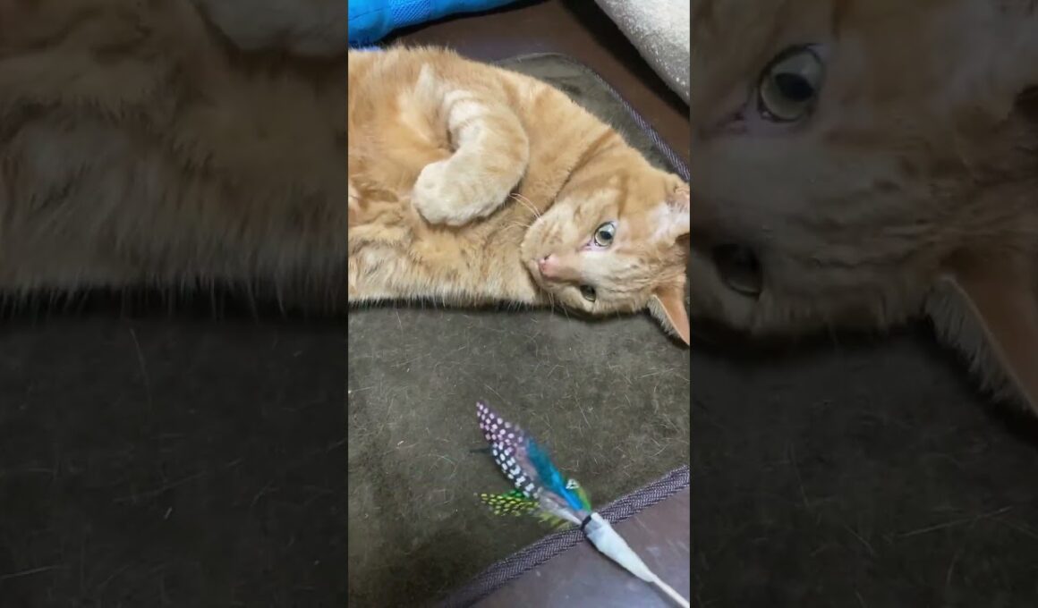 【茶トラ猫】ジラフはリメイク猫じゃらし気に入ってくれたみたいで嬉しい#shorts