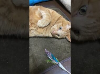 【茶トラ猫】ジラフはリメイク猫じゃらし気に入ってくれたみたいで嬉しい#shorts