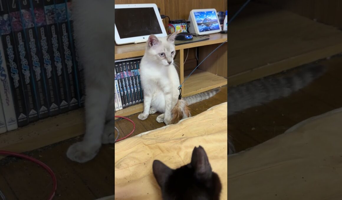 現在、人気No 1のネコジャラシ。シャムの雫と遊ぼうとするが、他のネコたちが割り込み