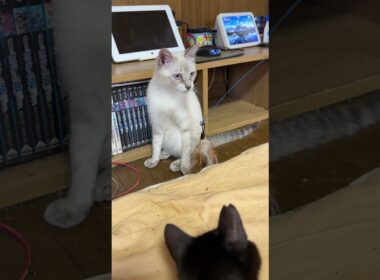 現在、人気No 1のネコジャラシ。シャムの雫と遊ぼうとするが、他のネコたちが割り込み