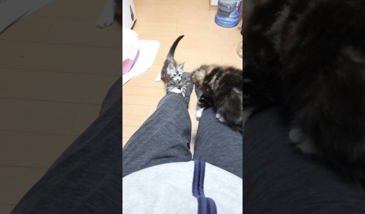 3匹の元気なメインクーン赤ちゃん