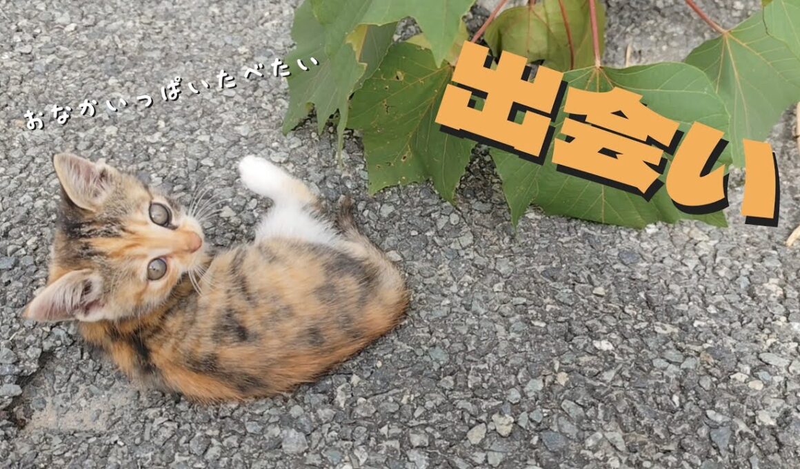 野良猫を保護することにしました…